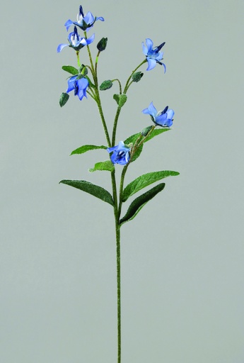 [9607] boraginaceae blue 