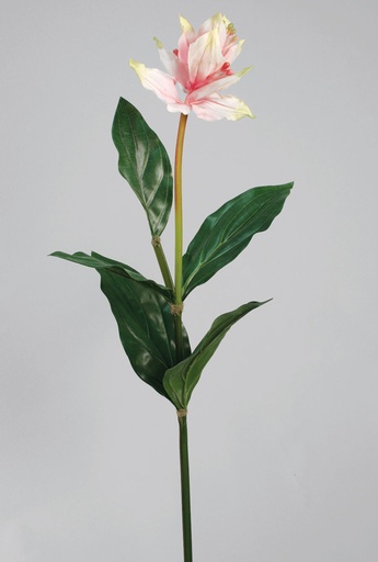 [9608] medinilla magnifica 