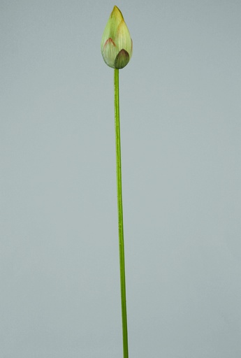 [9610] water lily bud 