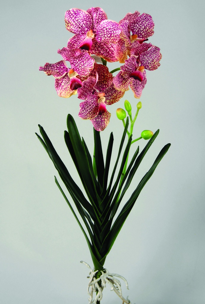 wanda orchid 