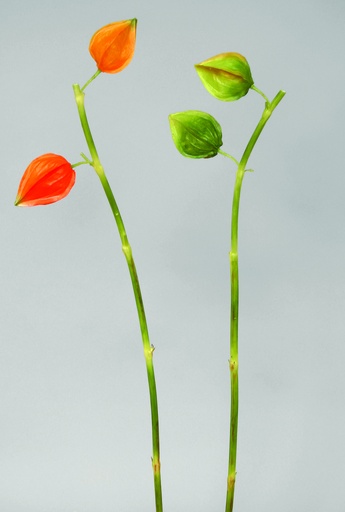 [9637] chinese lantern 