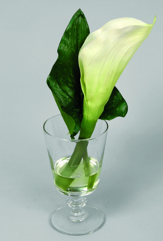 calla in water 