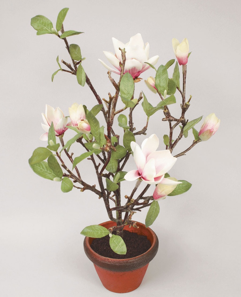 magnolia in pot 
