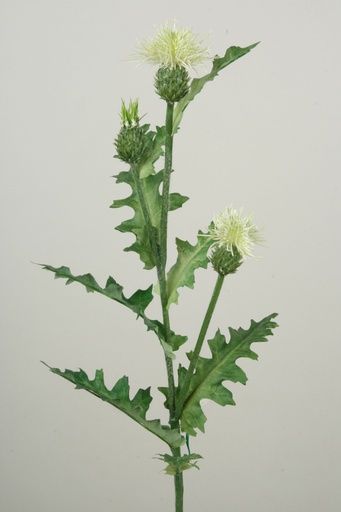 [9828] japanese thistle 