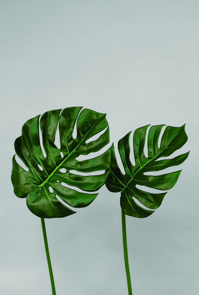 split leaf philodendron set with two sizes 