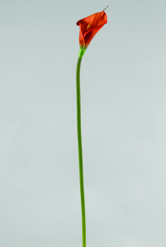 calla lily orange 