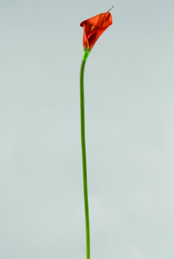 [9950] calla lily orange 
