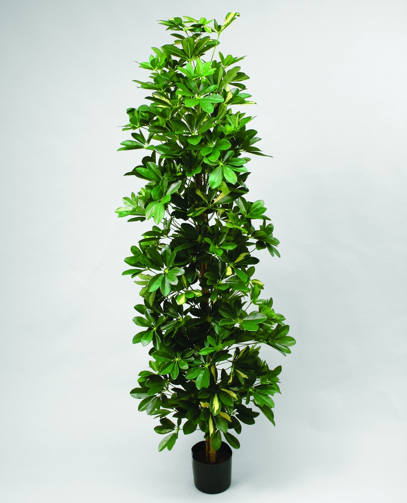 schefflera 