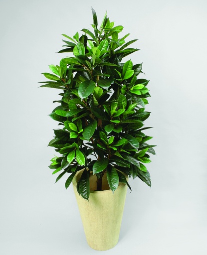 [1102-150] cyathistipula 