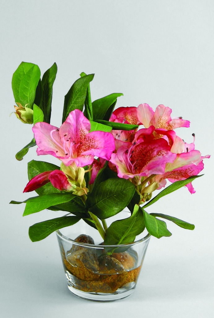 rhododendrum in water 