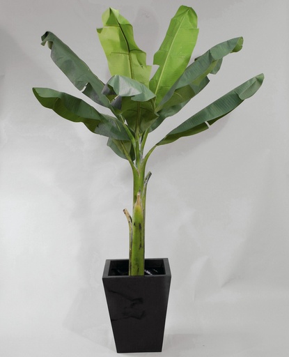 [1062-210] banana palm 