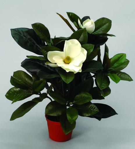 [43-058] magnolia cream 