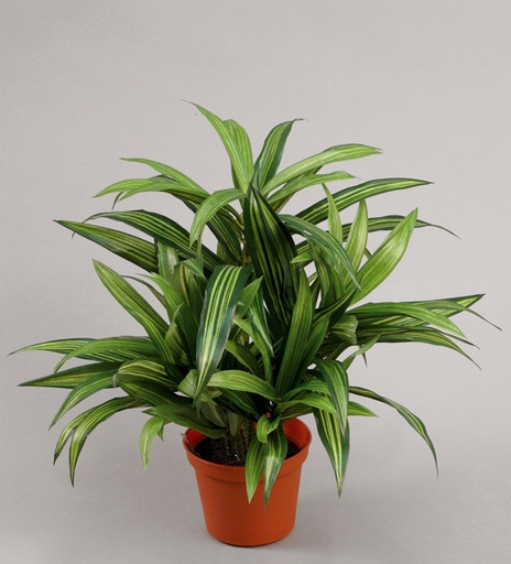 [868-1] dracaena 