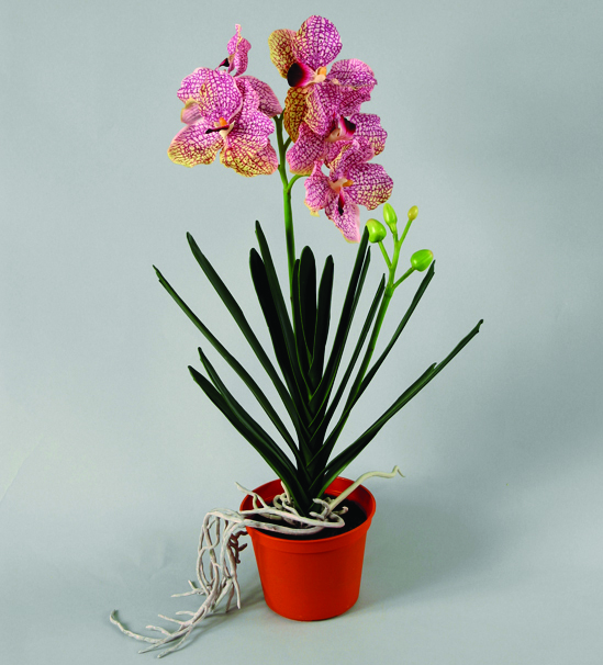 wanda orchid 