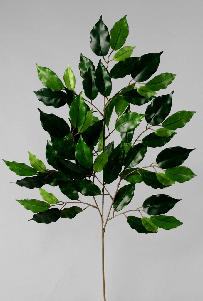 ficus spray 