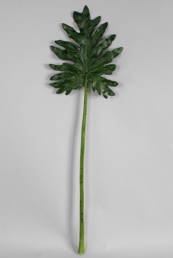 [6623] philodendron leaf 