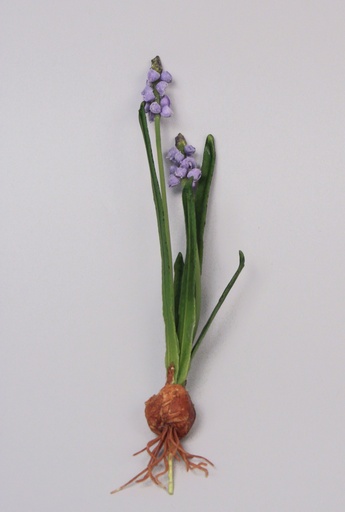 [6625] muscari bulb & wire 