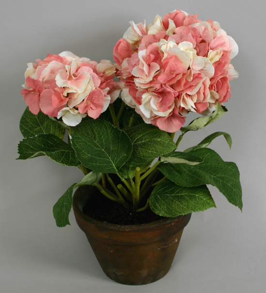 hydrangea in pot pink cream 