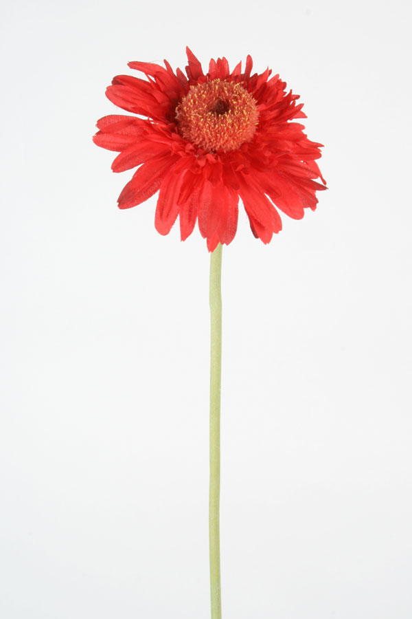 gerbera red 