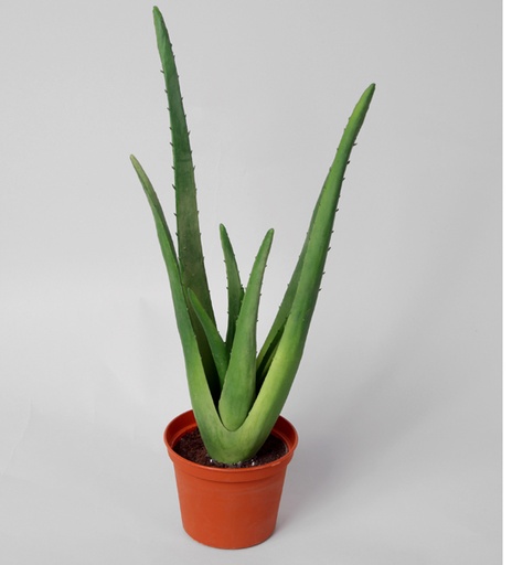 [5604] aloe plant 
