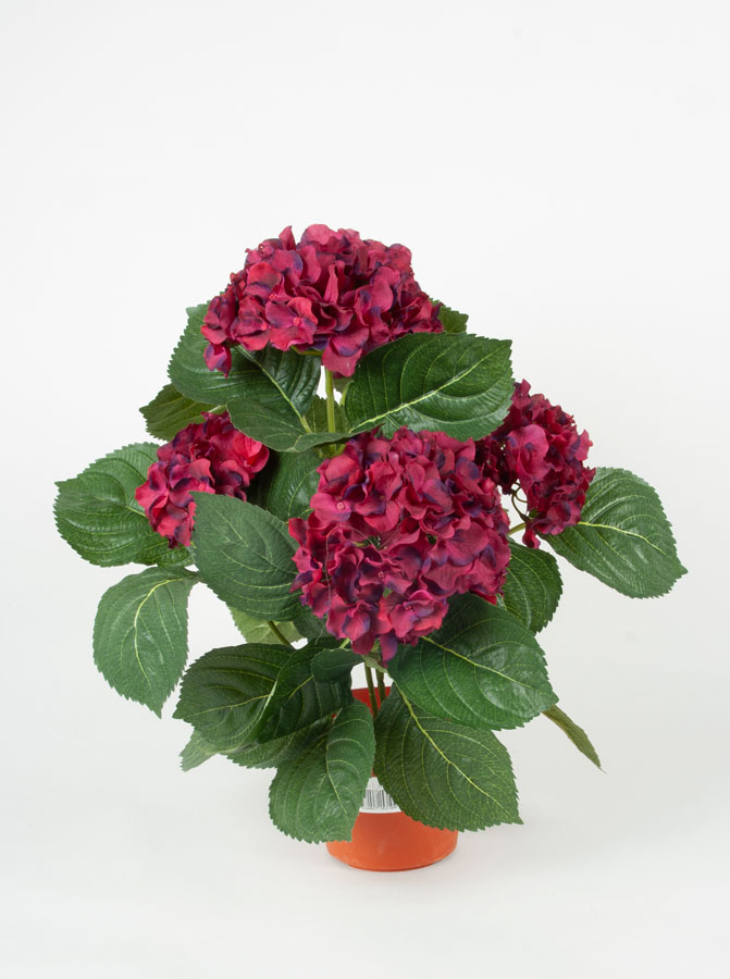 Hortensia