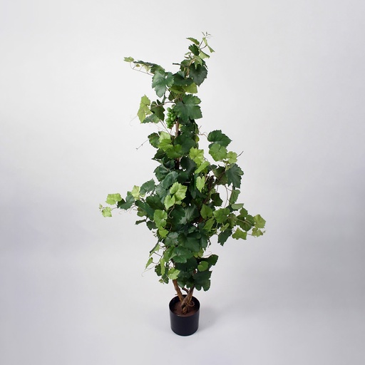 [1111-130] grape ivy 