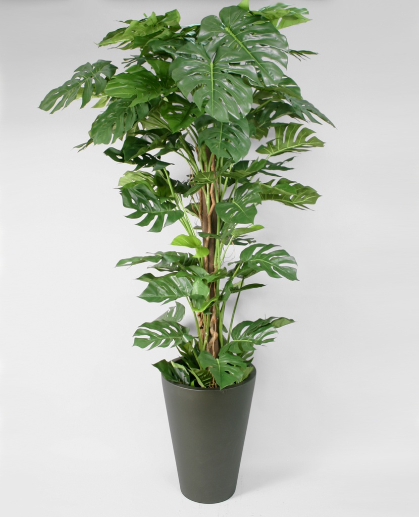 split leaf philodendron tropical 