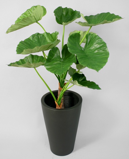 [1109-100] alocasia calidora 