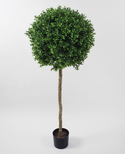 [1071-125] boxwood ball tree 