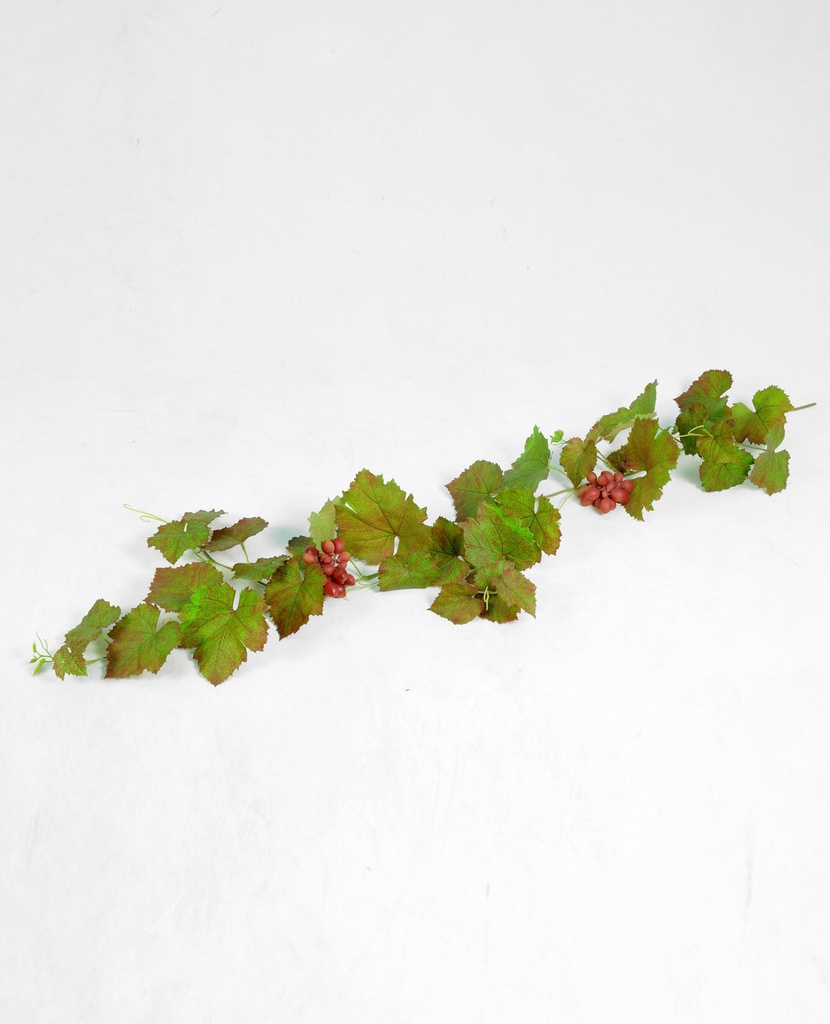 grape vine 