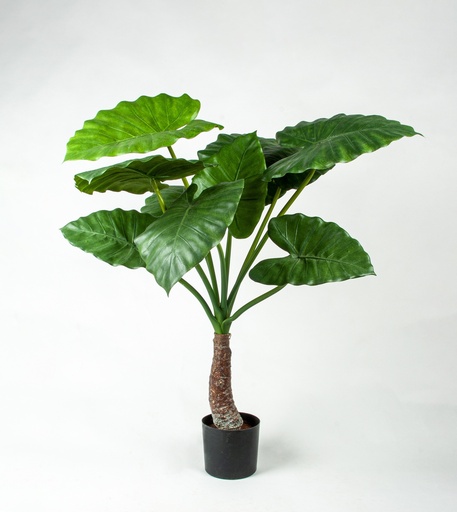 [1109-080] alocasia calidora 