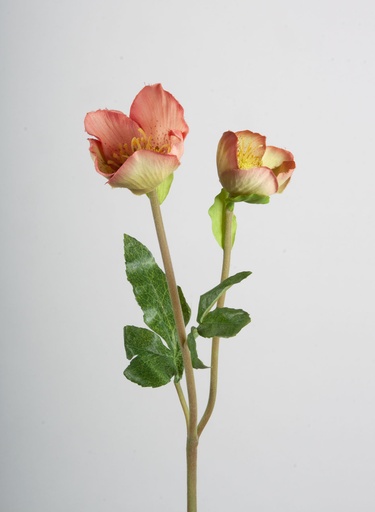 [6717] christmas rose strong pink 