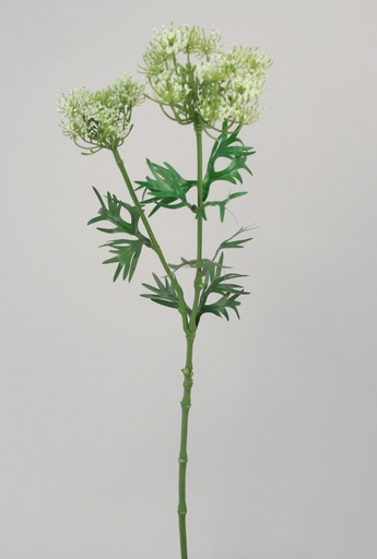 [5503] queen annes lace 