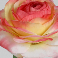 [6207] ranunculus light pink 