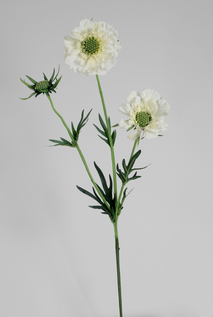 scabiosa white 