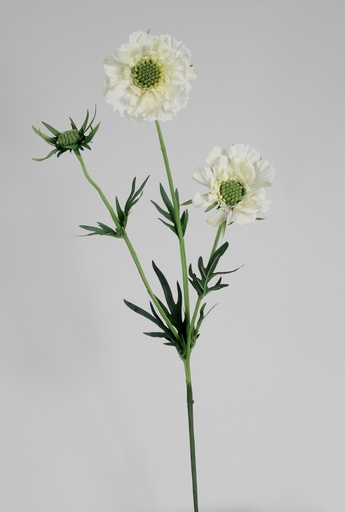 [6218] scabiosa white 