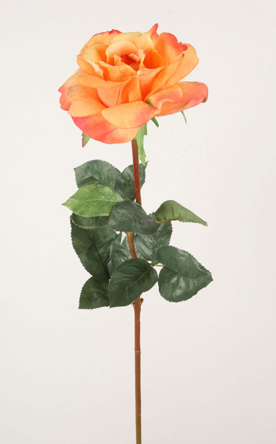 rose orange 