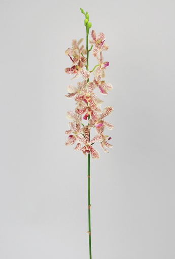 [5662] cattleya orchid 