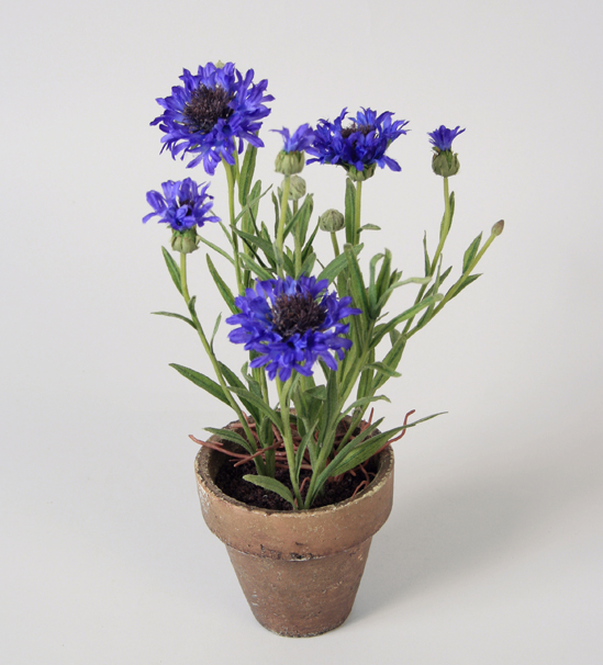cornflower in pot 