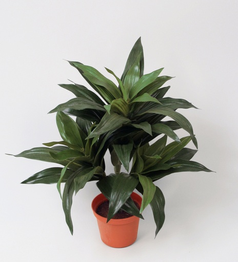 [5675] dracaena fragrans 