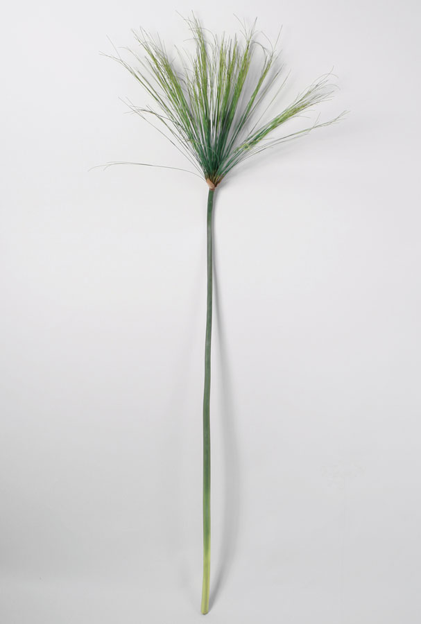 umbrella grass 