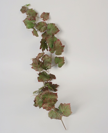 [5681] grape vine autumn 