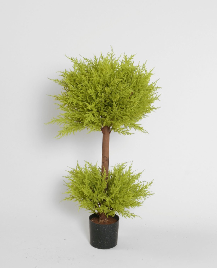 cypress yellow green 