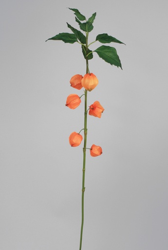 [6833] chinese lantern spray 