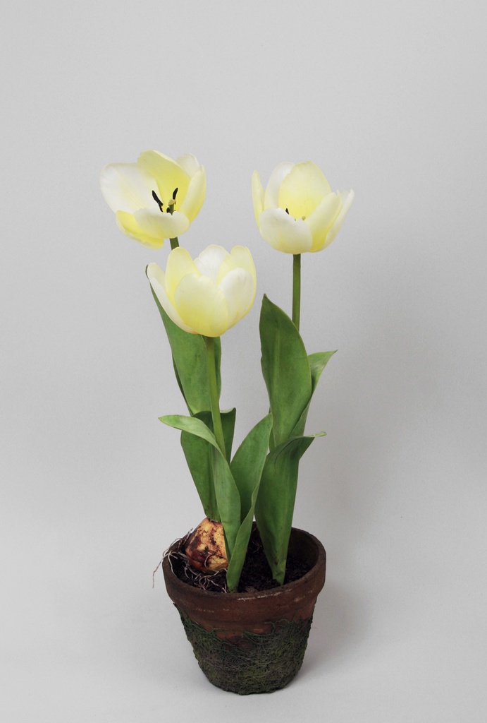 tulip in pot 