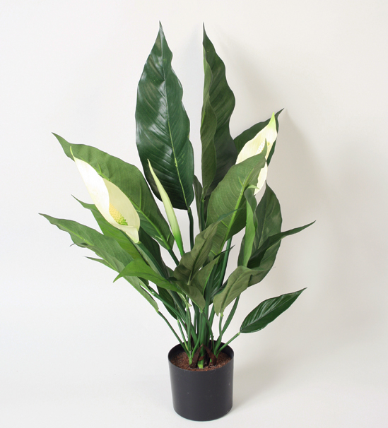 spathiphyllum 