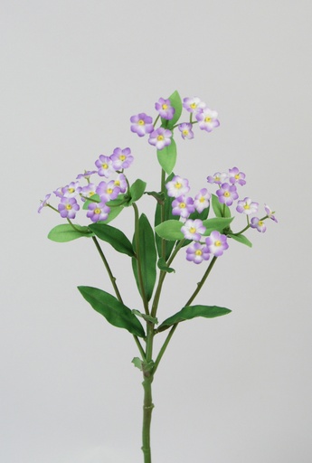 [5513] forget-me-not 