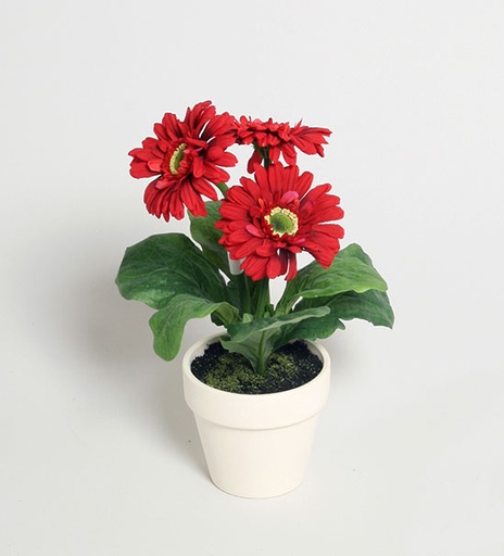 [6258] gerbera in pot 