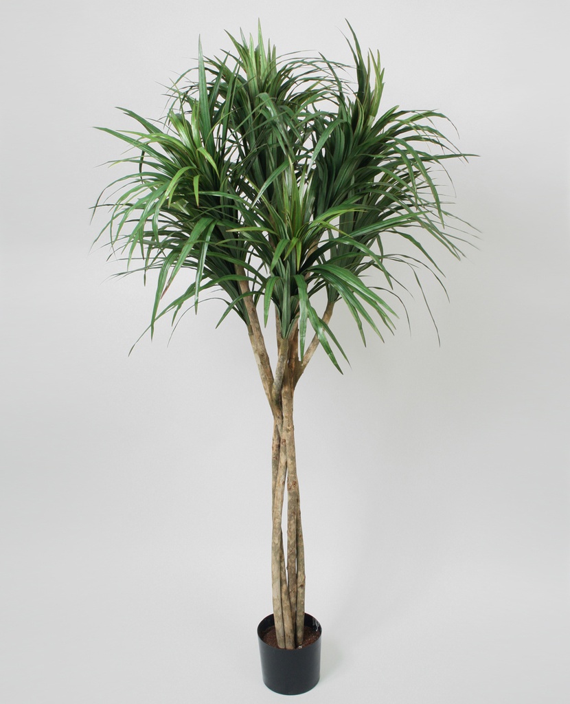 dracaena 