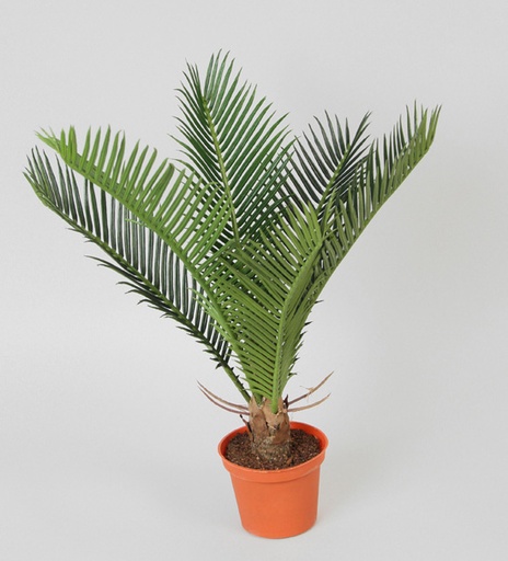 [5735] cycas palm 